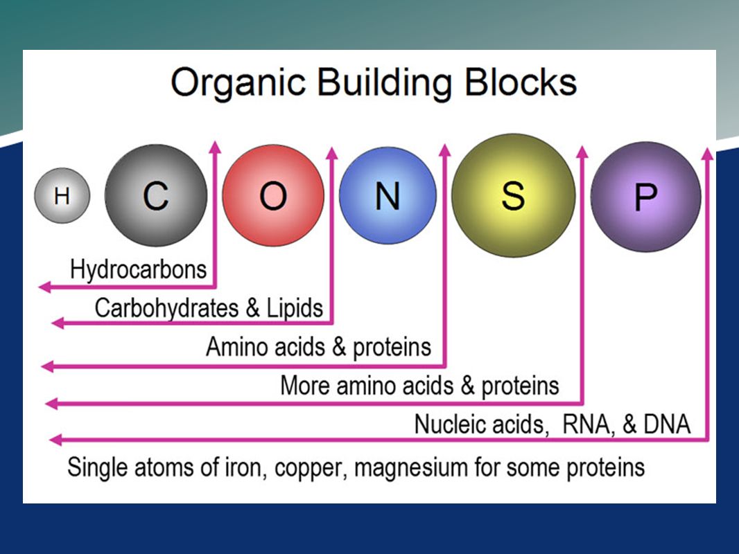Common elements. Organic Compounds. Proteins carbonate lipids Nucleic acid. Chemical virus Nucleic acids. Organic build.
