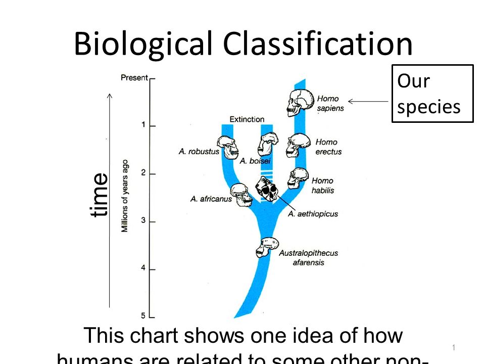 Biological Classification Chart