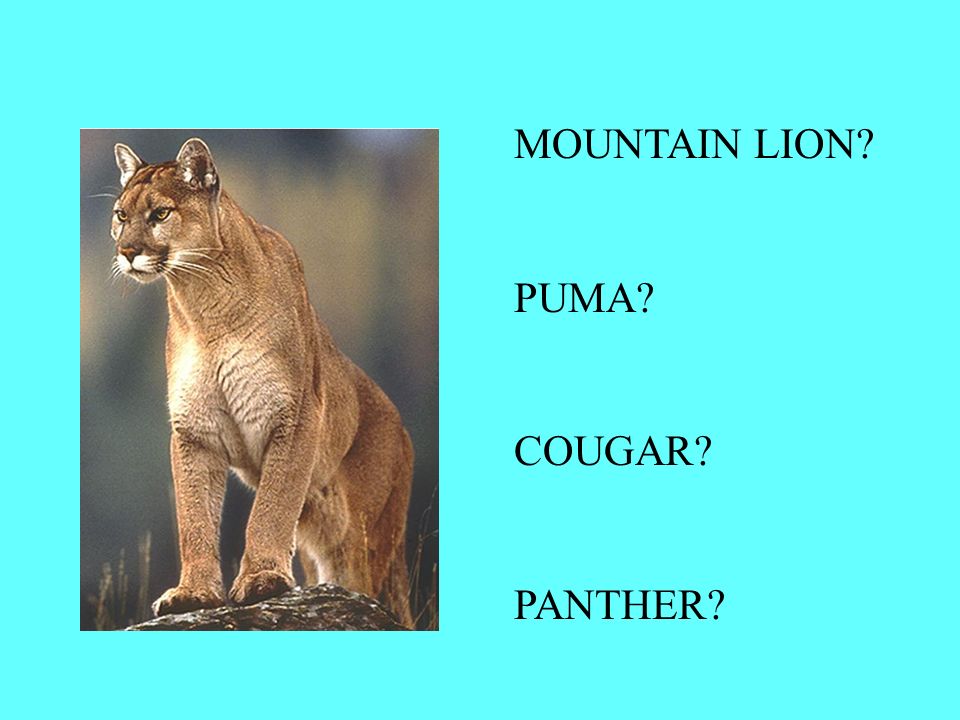 Classification and Taxonomy. MOUNTAIN LION? PUMA? COUGAR? PANTHER? - ppt  download
