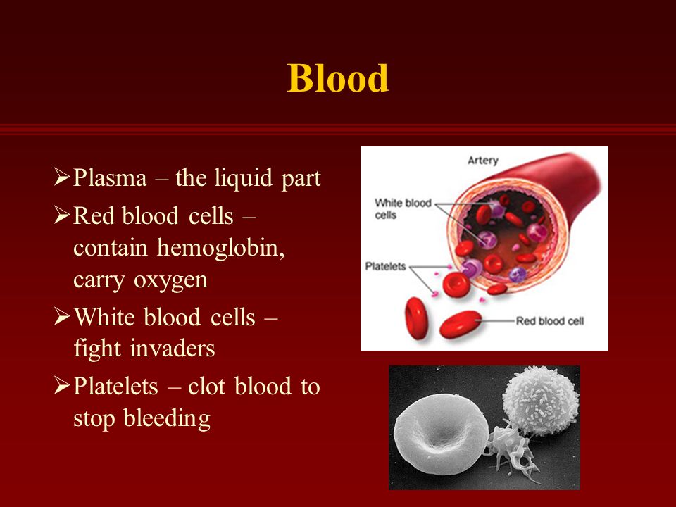 Blood  Plasma – the liquid part  Red blood cells – contain hemoglobin, carry oxygen  White blood cells – fight invaders  Platelets – clot blood to stop bleeding