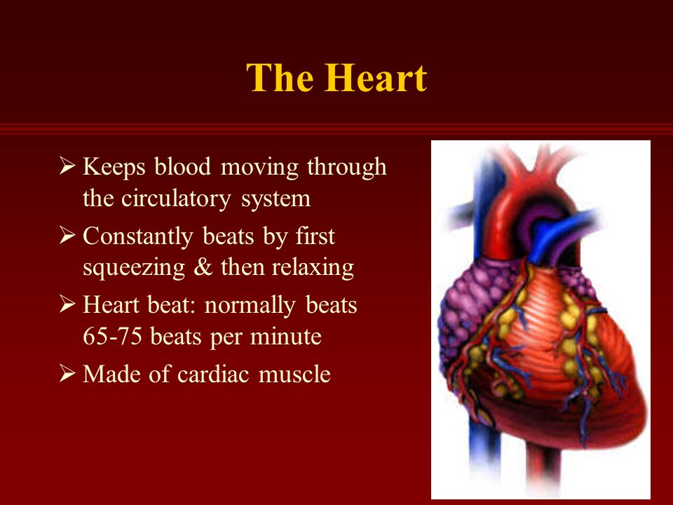 The Heart  Keeps blood moving through the circulatory system  Constantly beats by first squeezing & then relaxing  Heart beat: normally beats beats per minute  Made of cardiac muscle