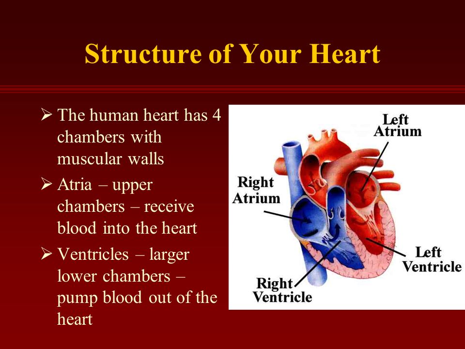 Structure of Your Heart  The human heart has 4 chambers with muscular walls  Atria – upper chambers – receive blood into the heart  Ventricles – larger lower chambers – pump blood out of the heart