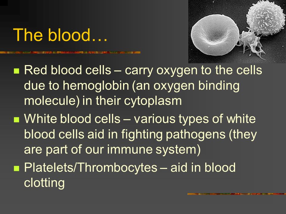The blood… Red blood cells – carry oxygen to the cells due to hemoglobin (an oxygen binding molecule) in their cytoplasm White blood cells – various types of white blood cells aid in fighting pathogens (they are part of our immune system) Platelets/Thrombocytes – aid in blood clotting