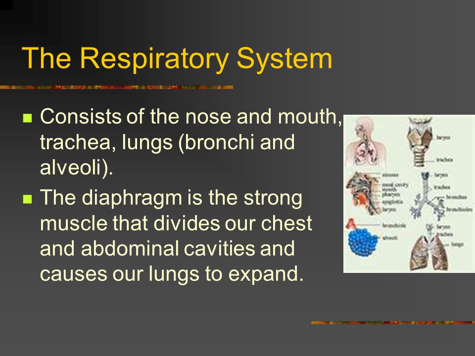 The Respiratory System Consists of the nose and mouth, trachea, lungs (bronchi and alveoli).