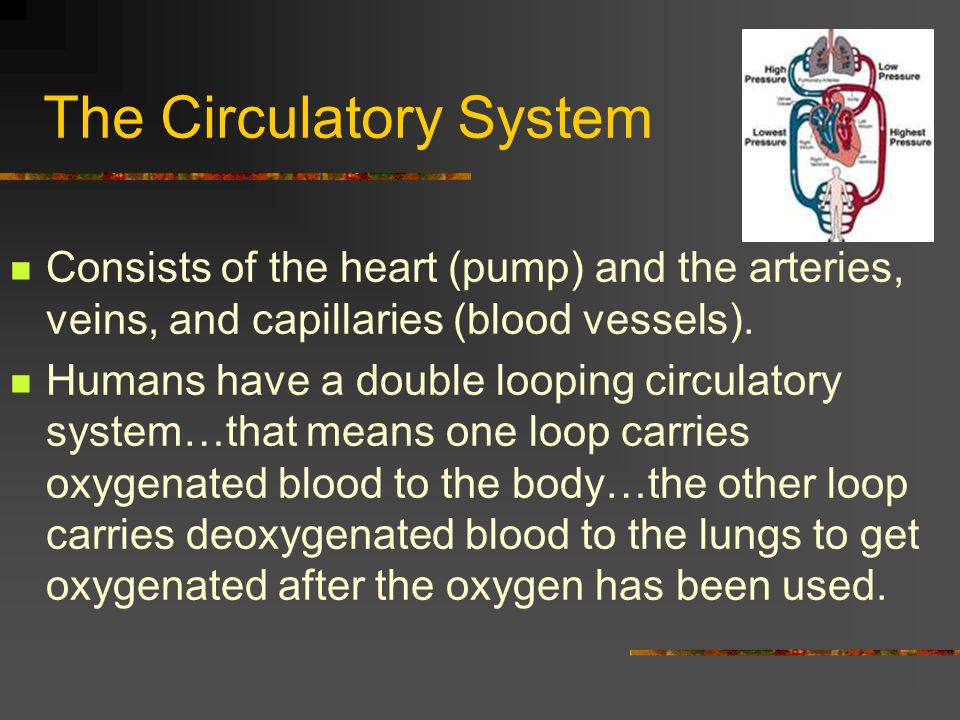 The Circulatory System Consists of the heart (pump) and the arteries, veins, and capillaries (blood vessels).