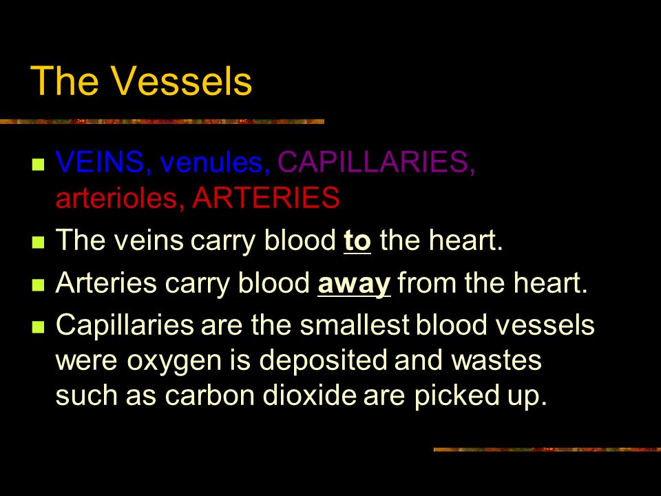 The Vessels VEINS, venules, CAPILLARIES, arterioles, ARTERIES The veins carry blood to the heart.