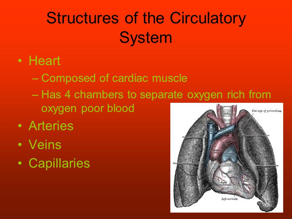 Structures of the Circulatory System Heart –Composed of cardiac muscle –Has 4 chambers to separate oxygen rich from oxygen poor blood Arteries Veins Capillaries
