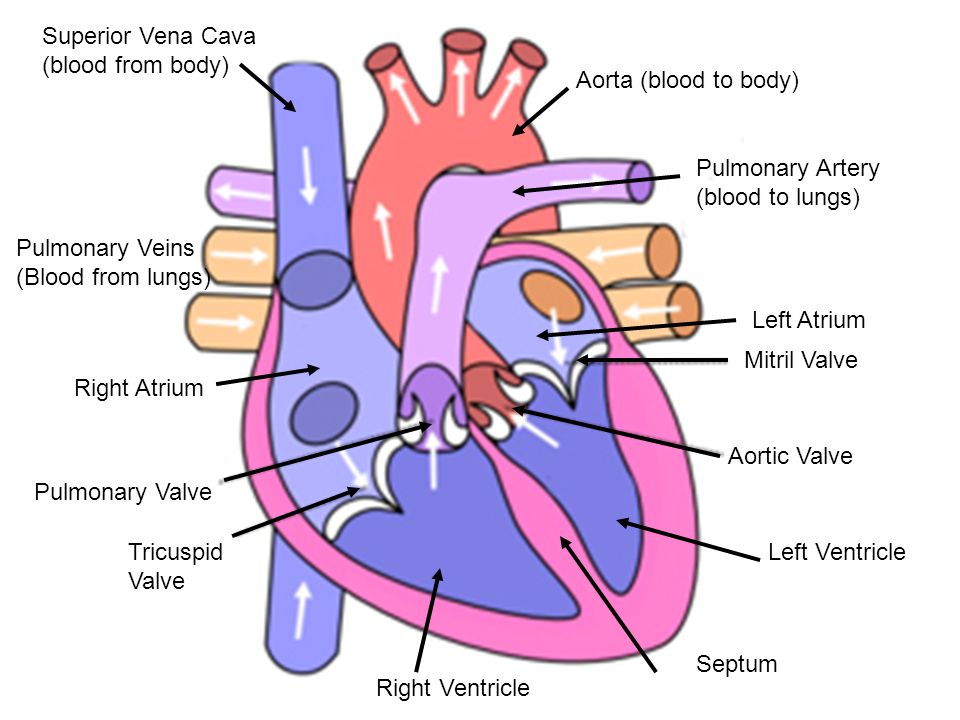 Mitril Valve Aortic Valve Tricuspid Valve Pulmonary Valve Right Atrium Left Atrium Right Ventricle Left Ventricle Aorta (blood to body) Superior Vena Cava (blood from body) Pulmonary Artery (blood to lungs) Pulmonary Veins (Blood from lungs) Septum