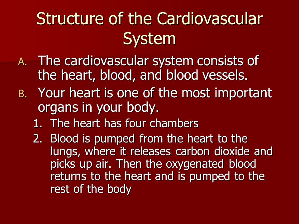Structure of the Cardiovascular System A.