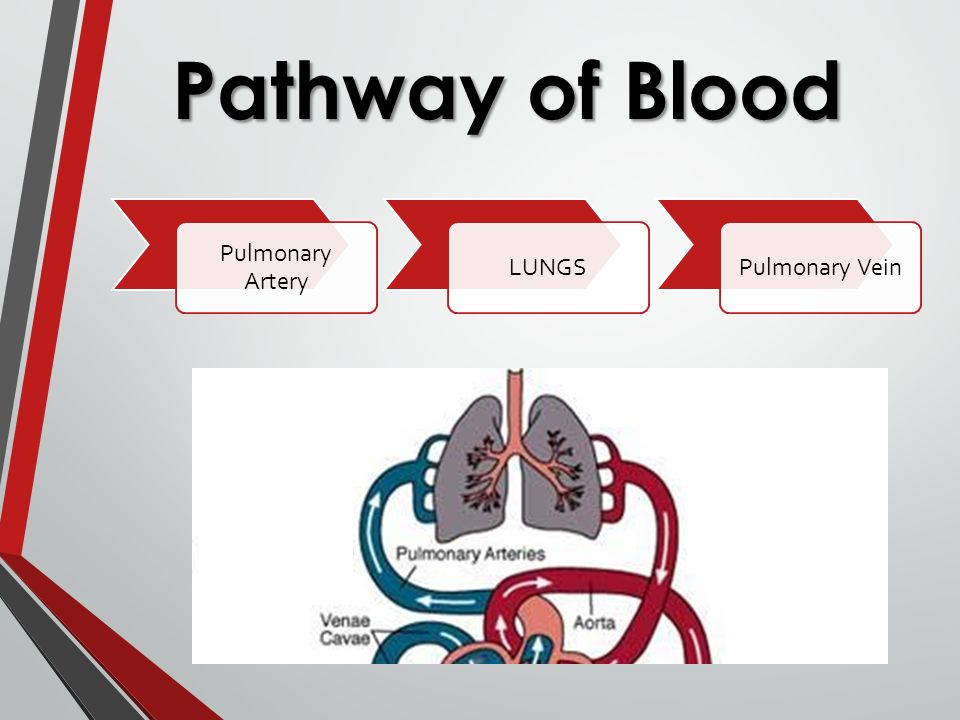 Pathway of Blood Pulmonary Artery LUNGSPulmonary Vein