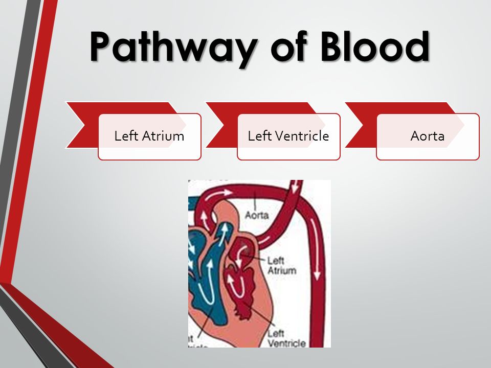 Pathway of Blood Left AtriumLeft VentricleAorta