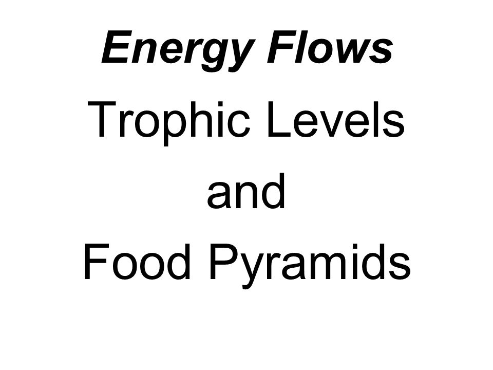 Energy Flows Trophic Levels and Food Pyramids
