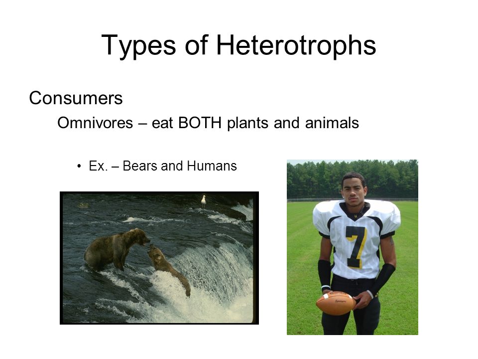 Types of Heterotrophs Consumers Omnivores – eat BOTH plants and animals Ex. – Bears and Humans