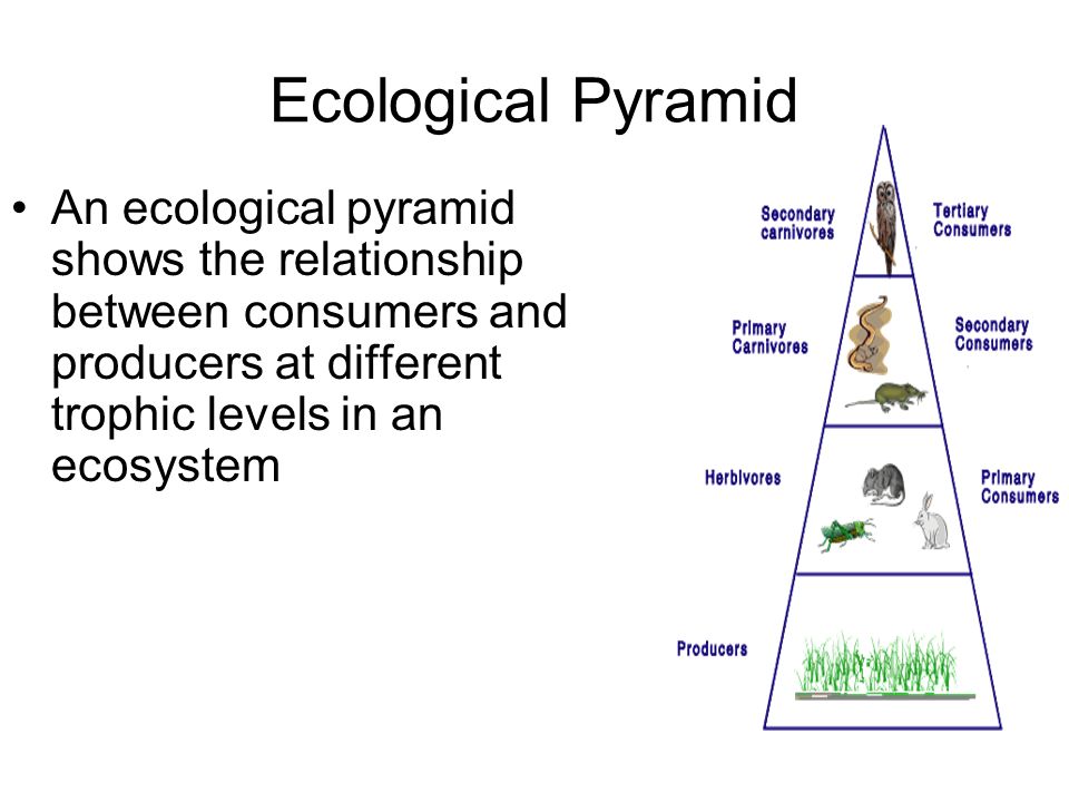 Ecological Pyramid An ecological pyramid shows the relationship between consumers and producers at different trophic levels in an ecosystem