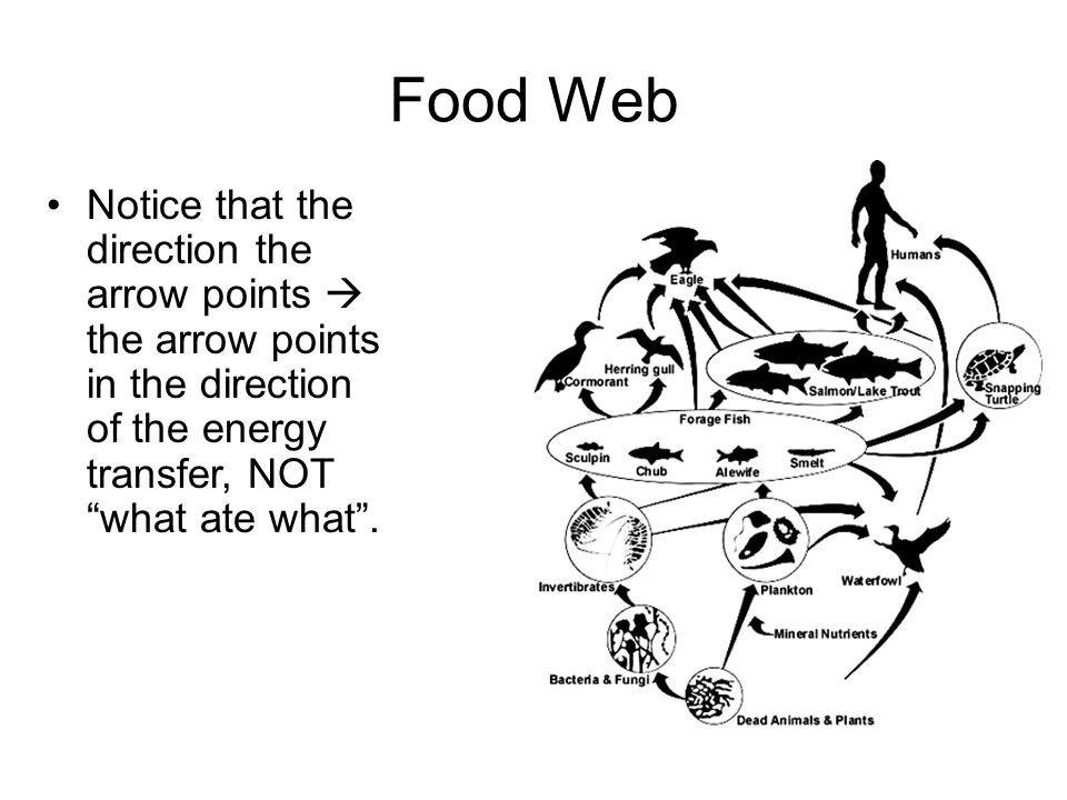 Food Web Notice that the direction the arrow points  the arrow points in the direction of the energy transfer, NOT what ate what .