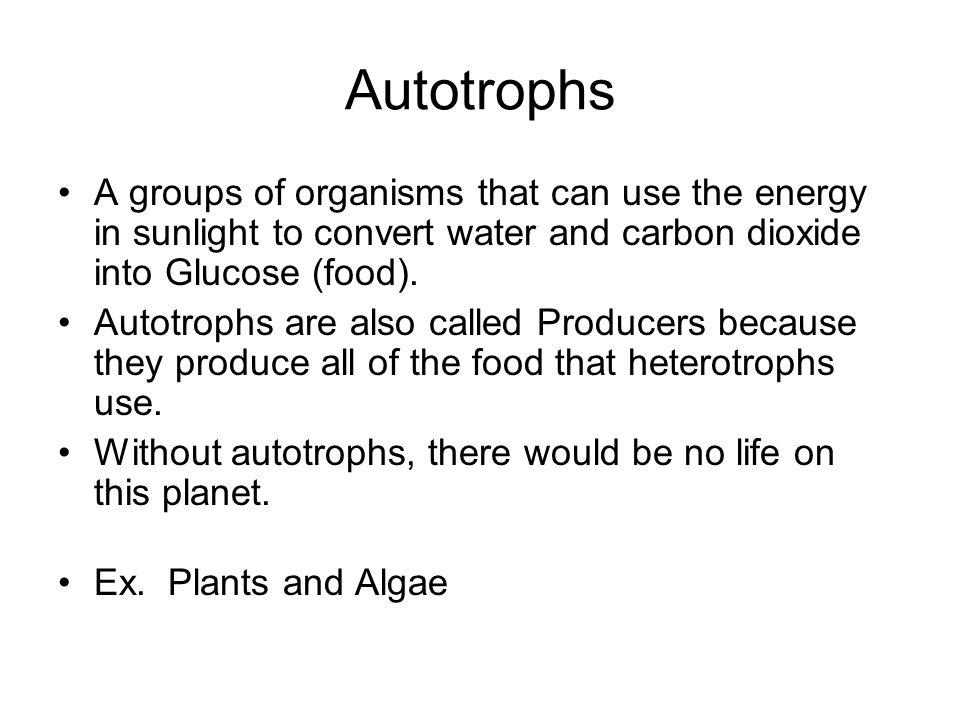 Autotrophs A groups of organisms that can use the energy in sunlight to convert water and carbon dioxide into Glucose (food).
