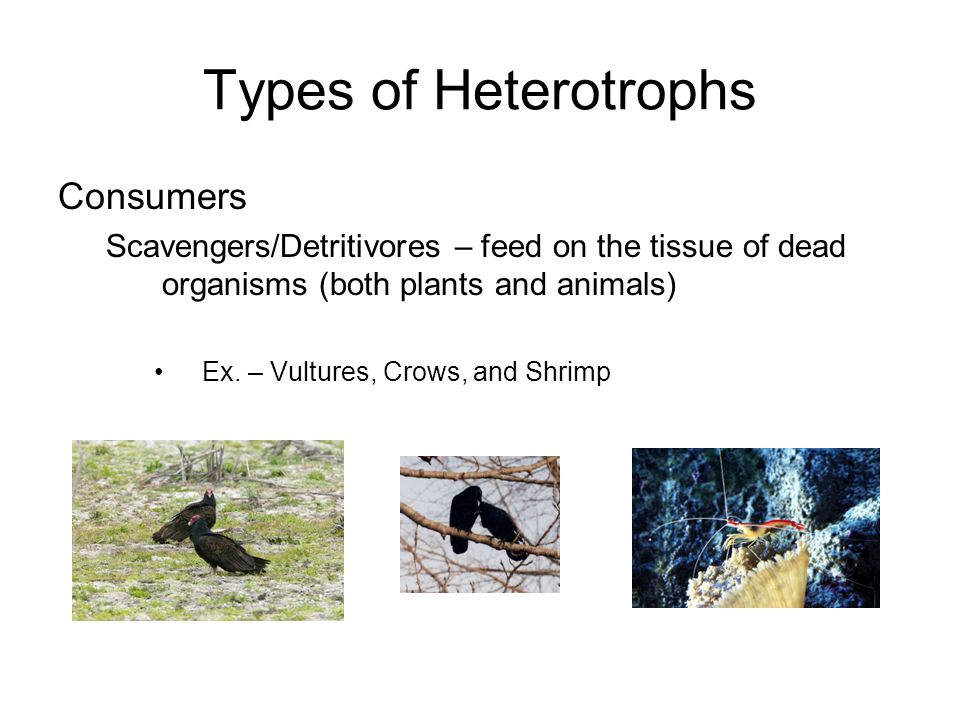 Consumers Scavengers/Detritivores – feed on the tissue of dead organisms (both plants and animals) Ex.