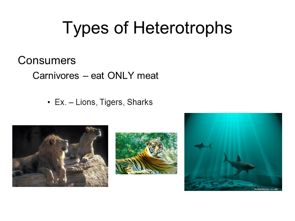 Types of Heterotrophs Consumers Carnivores – eat ONLY meat Ex. – Lions, Tigers, Sharks