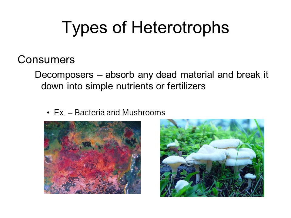 Types of Heterotrophs Consumers Decomposers – absorb any dead material and break it down into simple nutrients or fertilizers Ex.