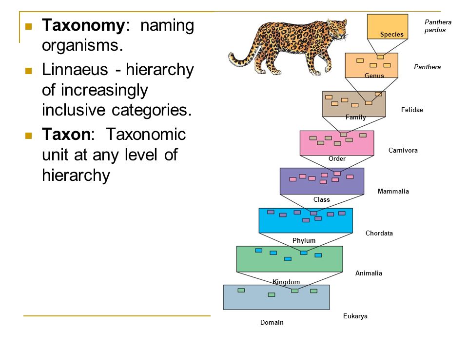 Phylogeny and the Tree of Life Chapter 26. Systematics: Discipline ...