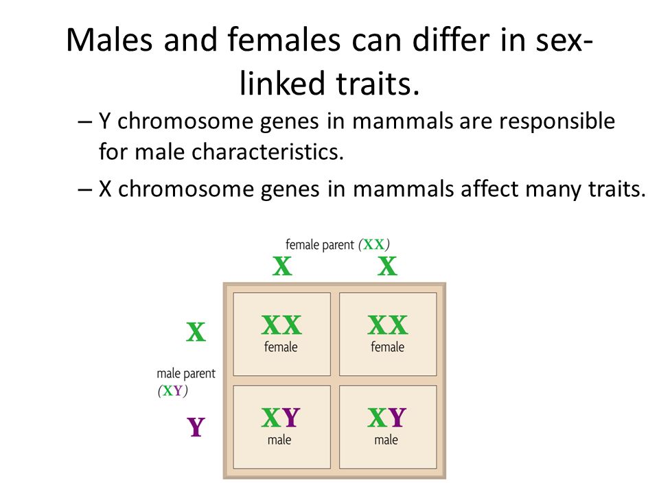 How do autosomes differ from sex chromosomes pic 71