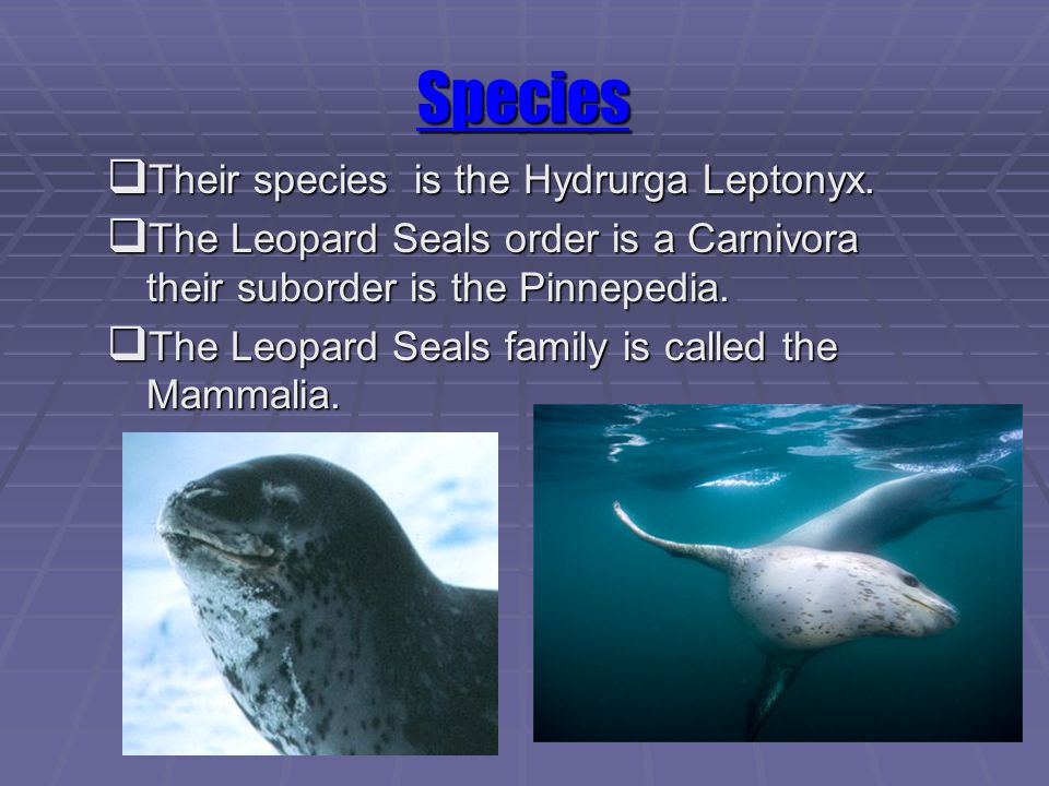 Leopards Of The Sea Species Their Species Is The Hydrurga Leptonyx The Leopard Seals Order Is A Carnivora Their Suborder Is The Pinnepedia The Ppt Download [ 720 x 960 Pixel ]
