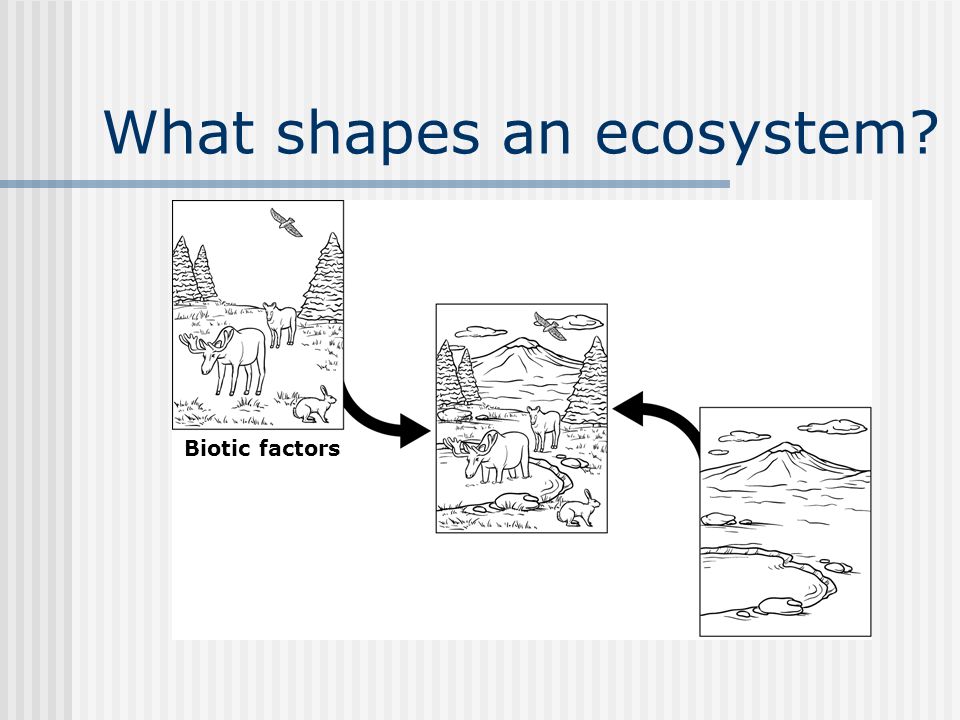What shapes an ecosystem Biotic factors