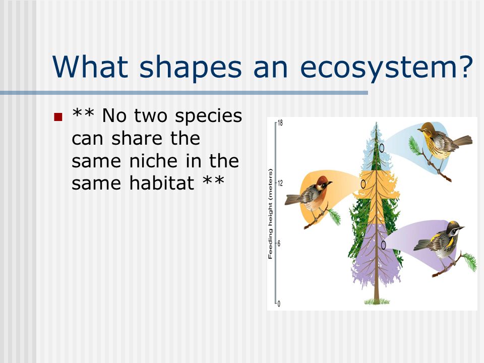 What shapes an ecosystem ** No two species can share the same niche in the same habitat **