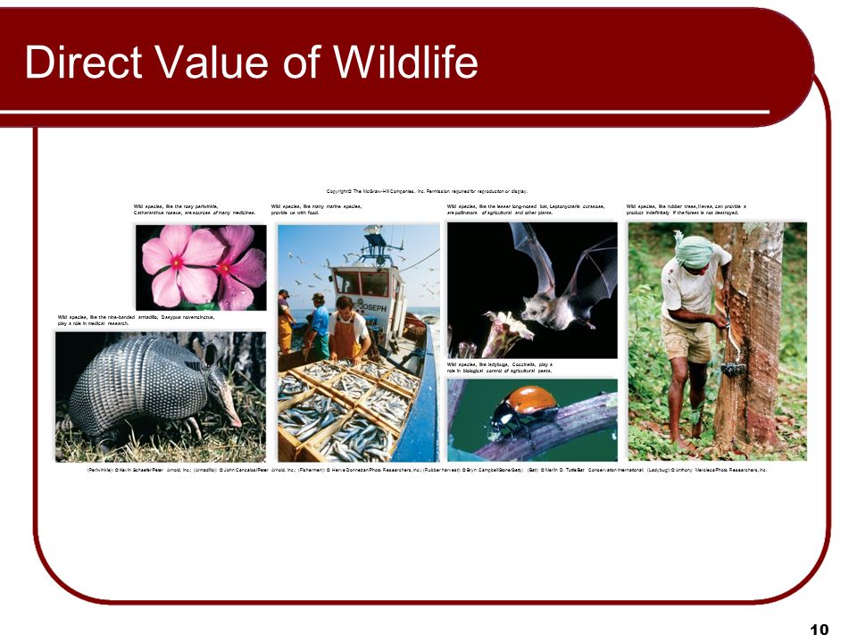 10 Direct Value of Wildlife Copyright © The McGraw-Hill Companies, Inc.
