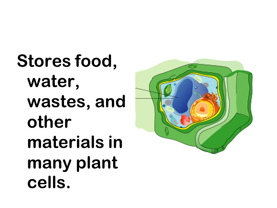 Cell Organelle Card Sort. The liquid part in which the other 