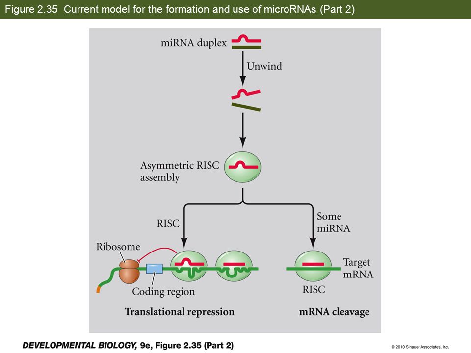 Figure 2.35 Current model for the formation and use of microRNAs (Part 2)