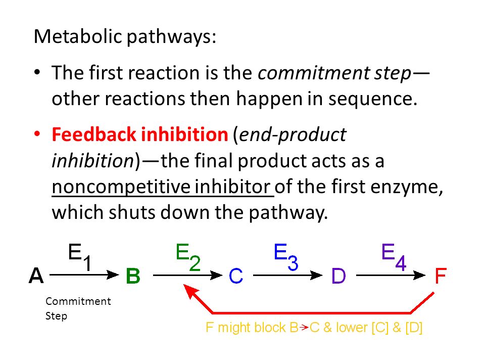 3.3 & 3.4 Enzymes Lecture Radjewski. Biology, Sixth Edition Chapter 6,  Energy and Metabolism Enzymes Enzymes are protein catalysts enormously  speed up. - ppt download