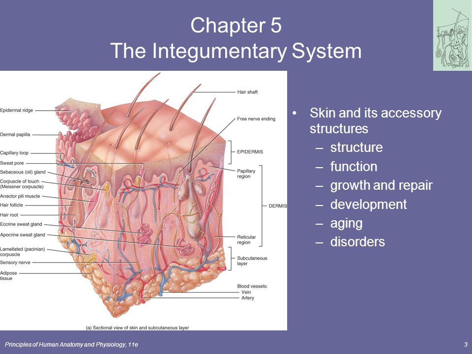 Principles of Human Anatomy and Physiology, 11e1 Chapter 5 The  Integumentary System Lecture Outline. - ppt download