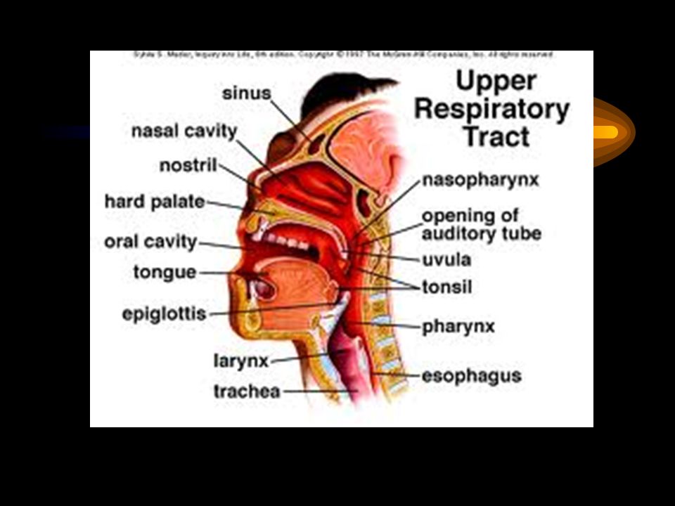 Дыхательная латынь. Анатомия верхних дыхательных путей человека. Верхние дыхательные пути на английском. Верхние дыхательные пути. Дыхательные пути носовая полость.