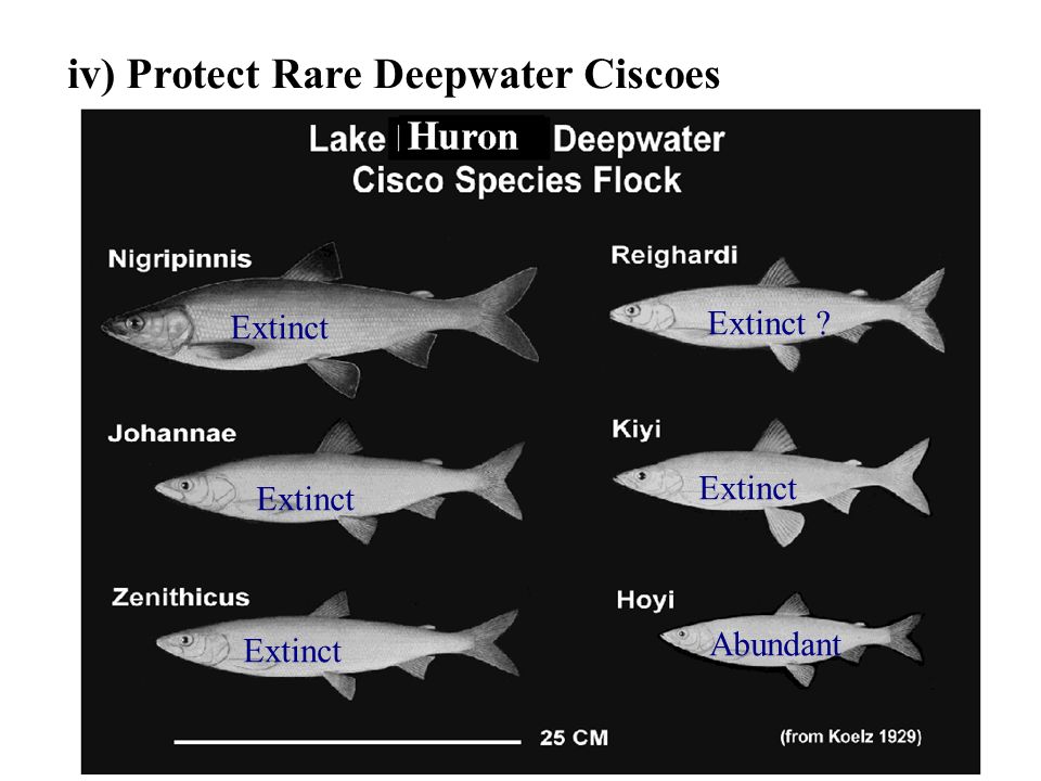 Status of Coregonines in Lake Huron, 1999 Mark Ebener Chippewa