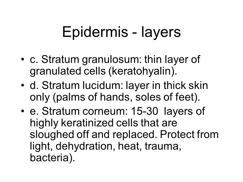 Epidermis - layers c. Stratum granulosum: thin layer of granulated cells (keratohyalin).