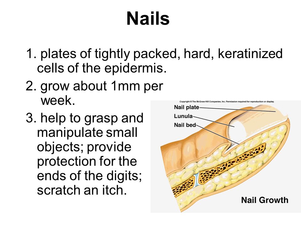 Nails 1. plates of tightly packed, hard, keratinized cells of the epidermis.