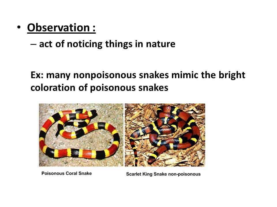 Observation : – act of noticing things in nature Ex: many nonpoisonous snakes mimic the bright coloration of poisonous snakes