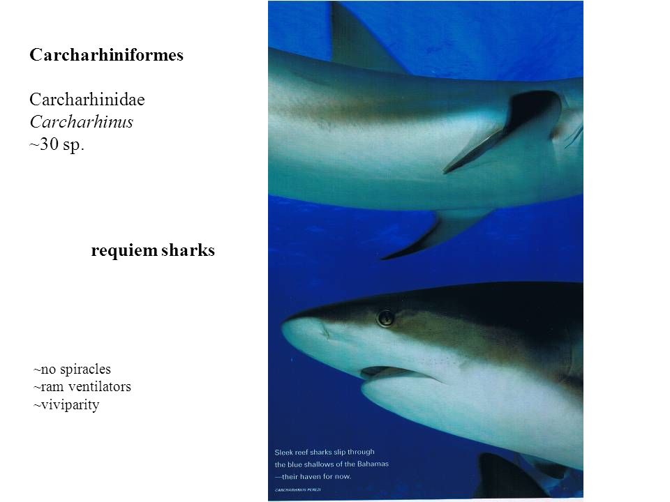 requiem sharks Carcharhiniformes Carcharhinidae Carcharhinus ~30 sp.
