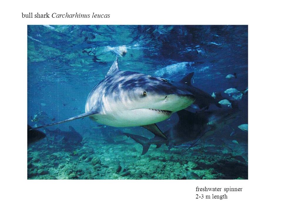 bull shark Carcharhinus leucas freshwater spinner 2-3 m length