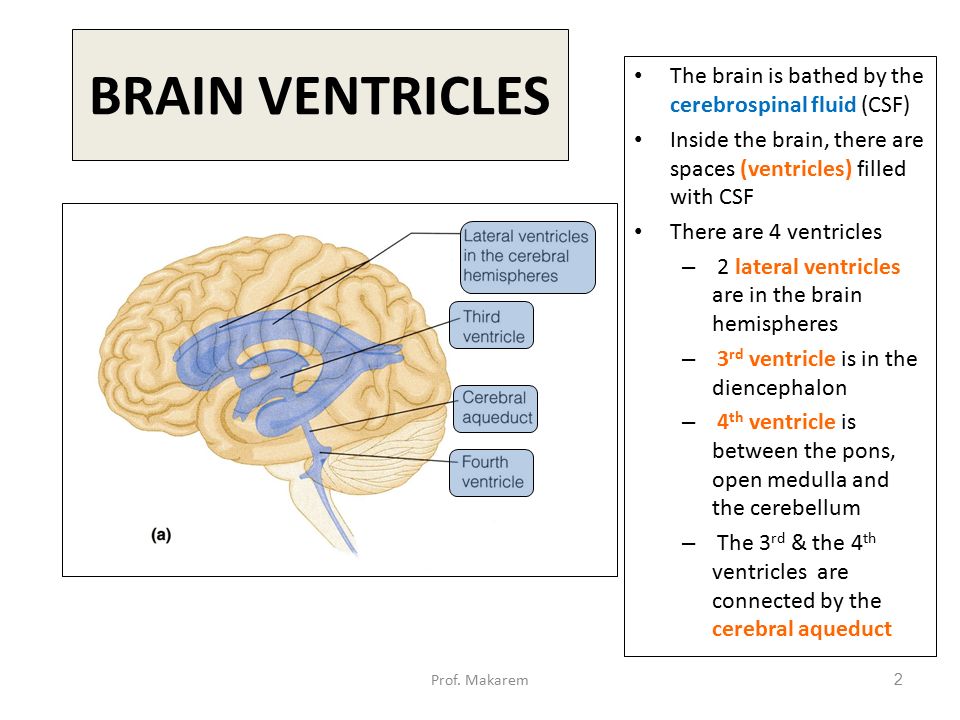 Brain Stem Ppt Video Online Download