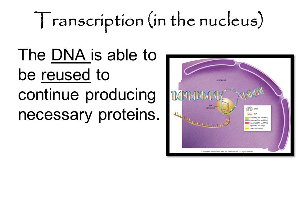 The DNA is able to be reused to continue producing necessary proteins.