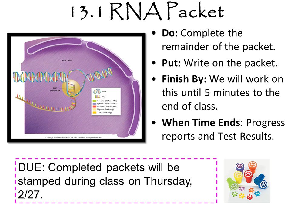 13.1 RNA Packet Do: Complete the remainder of the packet.