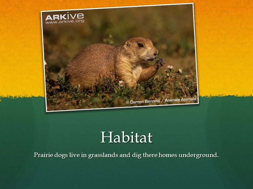 Prairie Dog By: David Prairie Dogs Prairie dogs are a kind of animal that  like to be underground or alone and the scientific name for the prairie  dogs. - ppt download