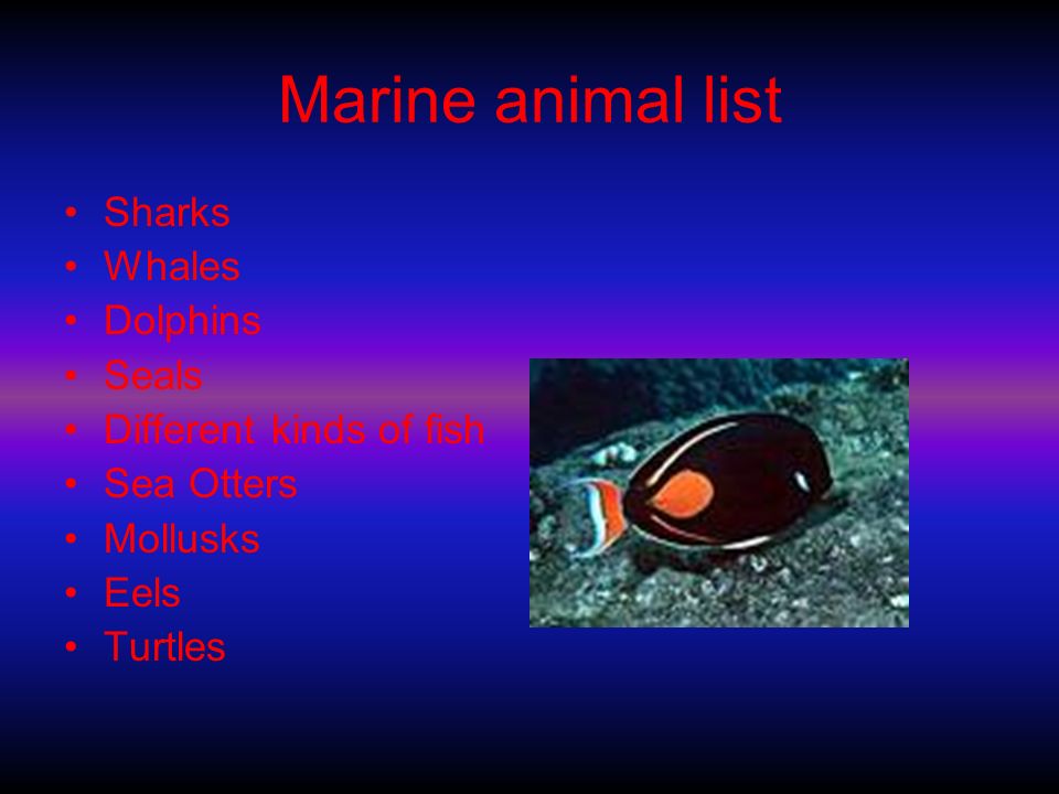 Marine biome by: Tyler, Mac, and Russell Marine animal list Sharks Whales  Dolphins Seals Different kinds of fish Sea Otters Mollusks Eels Turtles. -  ppt download