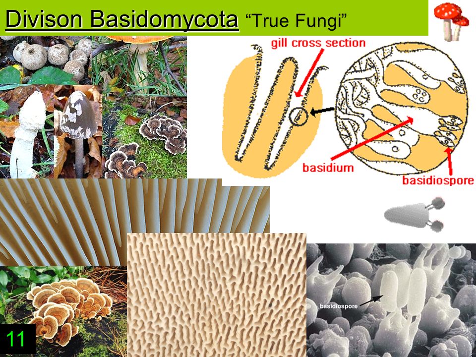 Divison Basidomycota Divison Basidomycota True Fungi 11
