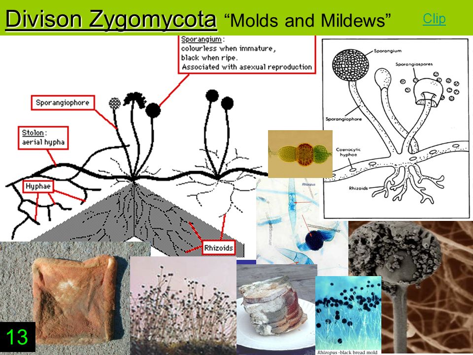 Divison Zygomycota Divison Zygomycota Molds and Mildews 13 Clip