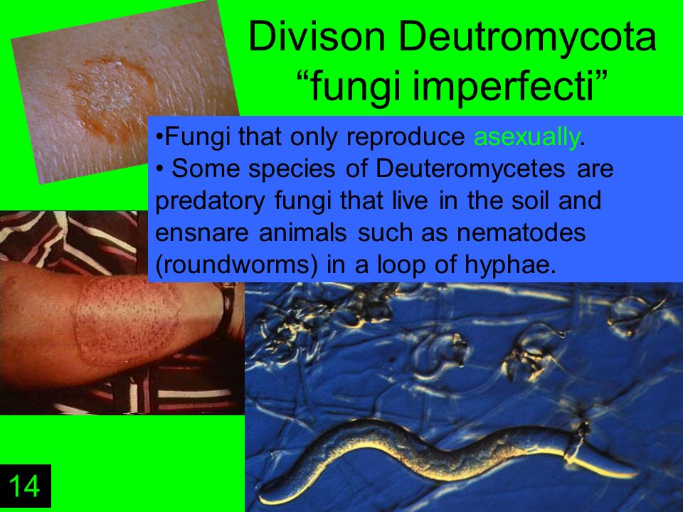 Divison Deutromycota fungi imperfecti Fungi that only reproduce asexually.