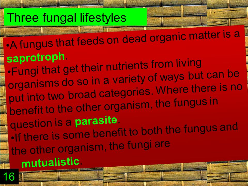 Three fungal lifestyles A fungus that feeds on dead organic matter is a saprotroph.