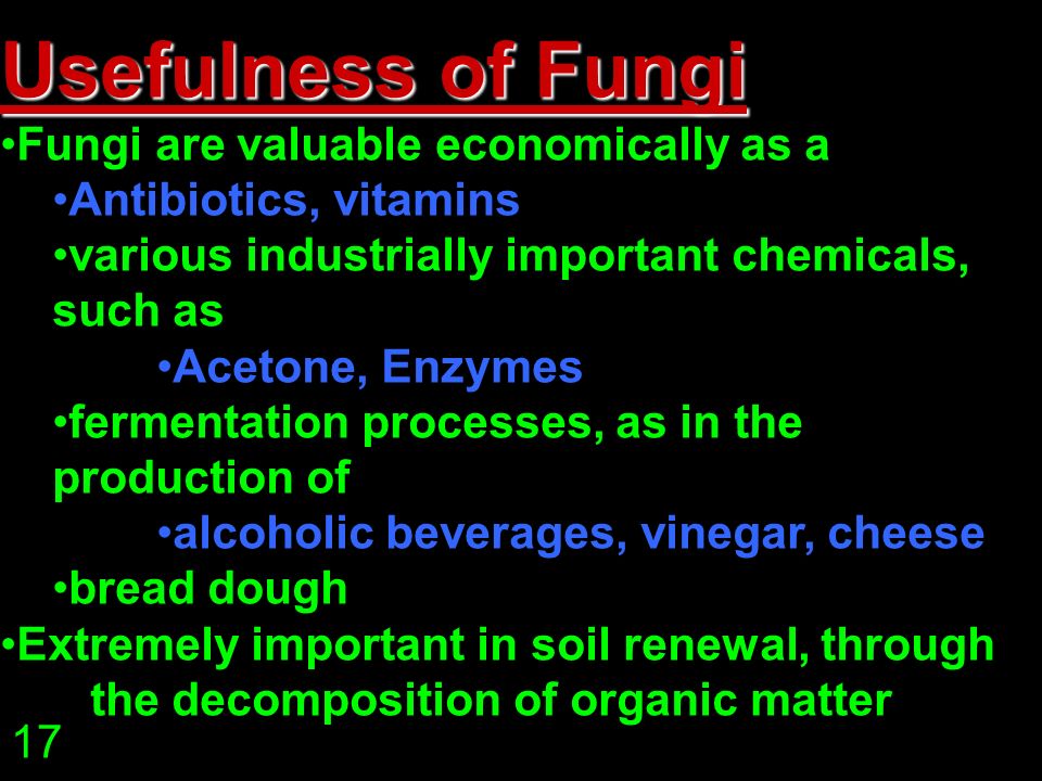 Usefulness of Fungi Fungi are valuable economically as a Antibiotics, vitamins various industrially important chemicals, such as Acetone, Enzymes fermentation processes, as in the production of alcoholic beverages, vinegar, cheese bread dough Extremely important in soil renewal, through the decomposition of organic matter 17